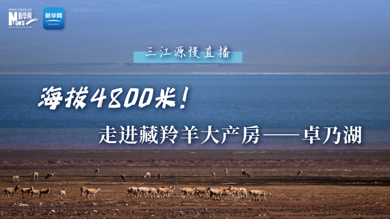 大美中國｜海拔4800米！走進藏羚羊大產房——卓乃湖