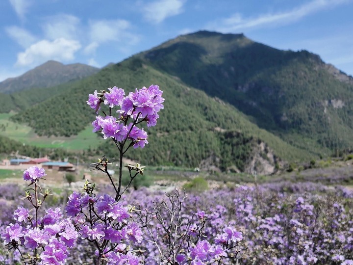 青?；ブ憾霹N花開映高山 ??