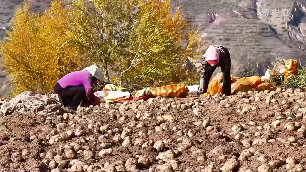 青?；ブ厚R鈴薯迎豐收