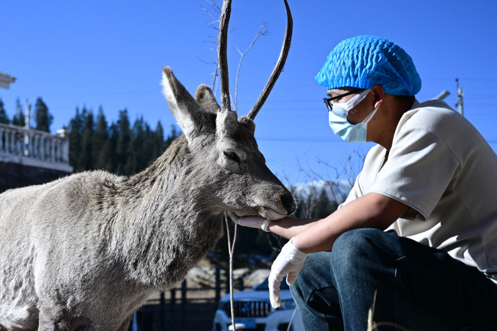 祁連山下，有家野生動物“福利院”